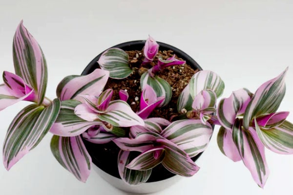 قلمه زدن برگ بیدی